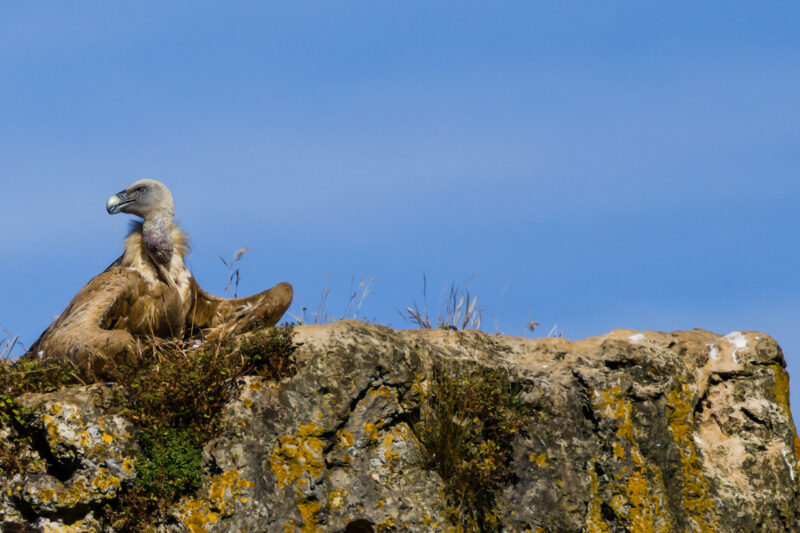 Vautour fauve prenant un bain de soleil matinal